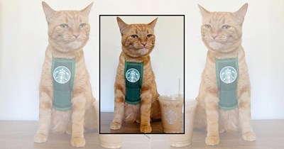 22 Wholesome Cats for a Softer Day on the Internet (May 22th, 2026)