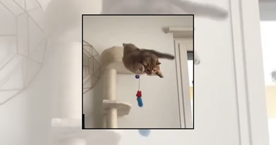 'Paws in the air like they just don't care': 24 Jumping cats to jump-start your week 