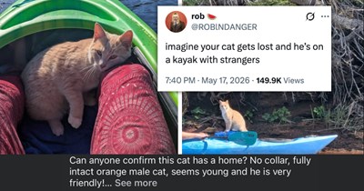 24 of the Funniest and Freshest Feline Tweets to Fill Your Week With Pawsitivity (May 25, 2026)