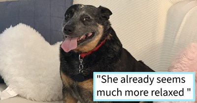 Dumped Australian Cattle dog found by dog loving dentist gives her a home full of love and a new career as a calming pupper companion for those in need, dog dad says: ‘I think she would be perfect to take to the hospitals and help calm people down.’