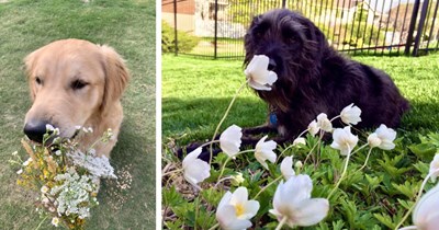 25 Pawdorable Floral Pupper Pics Celebrating the Fact that Spring has Sprung