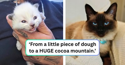 Colorpoint cat parent shares the ameowzing transformation of their cat since she was found as a shivering kitten to a: 'Regal and very toasty marshmallow.'