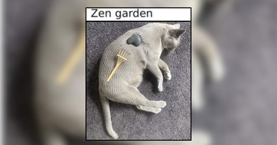A Wholesome Afternoon of Meowgical Cats Waiting to Whoosh You Away