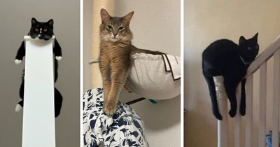 A Lavish Lineup of Long Hilarious Cats and Their Endless Obsession With Edges