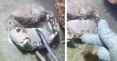 Male crab sacrifices himself to stop a fisherman from capturing his "wife"; he rewards the crab's loyalty with an unexpected act of kindness (Video)
