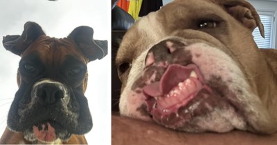22 Hilariously Awkward Boxer Pup Pics for a Dose of Doggo Derp
