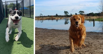 25 Adorable Doggos Dashing their Way Into your Heart and Soul