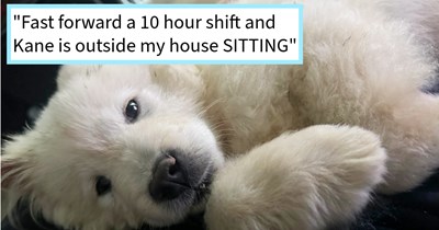 Abandoned Chow Chow puppy appears at dog lover’s door after wishing for a new pupper to love, resulting in heartfelt adoption and a life of love, cuddles and kisses, dog dad says: ‘He thinks he’s the emperor of China but then loves getting smooched.’