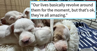 Pack of Pit Bulls discovered abandoned in forest with no food rescued by dog lover who fostered and found them loving furever homes filled with food, rescuer says: ‘The puppies look relatively healthy, and they look to be about 5-6 weeks old.’   