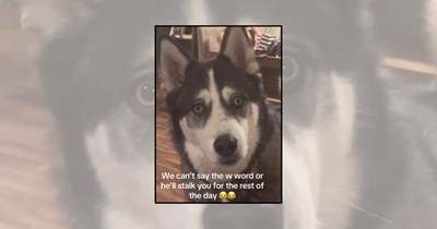 'Wanna go for a walk?': 23 Doggos hearing the magic word and going crazy
