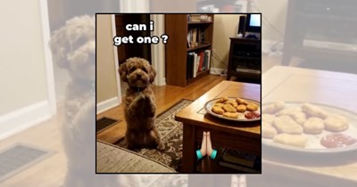 'I like those very much': 21 Cute doggos begging for food like every treat is their first