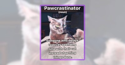 37 Feline Funnies for the Cattest of Cat People