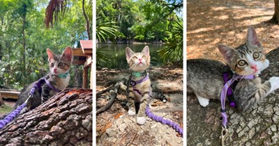 First-time cat owner asks for advice on walking her kitten on a leash, the comment section turns into the most comprehensive beginner's guide that might change how you think about it