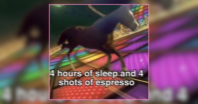 A Circus Tent of Animal Memes For Monday Madness 