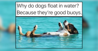 Man's Best Friend Memes of Good Boys and Good Girls for Good Luck This Week