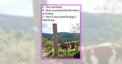 26 Amoozing Cow Posts From the Pasture of Laughter