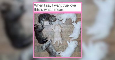 'I love you' cat memes for head over heels pawrents to funny furballs