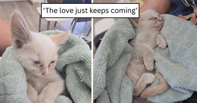 'I decided to cut out the middle man and drink straight from the cat distribution center tap': Grieving cat owner unexpectedly falls in love with a flame point kitten during an emotional vet visit and brings her home on the spot