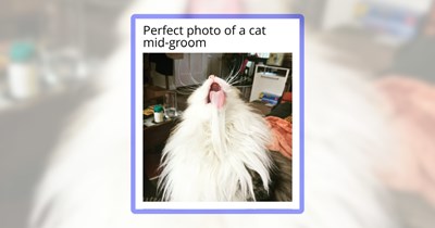 33 Meowing Memes for Fluffheads Who Love Cats