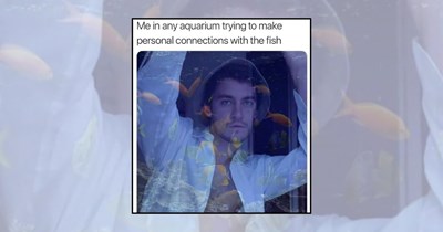 'Blub blub therapy': 21 Aquarium memes bubbling therapeutically with relaxing energy for people who stare at fish tanks to relax  