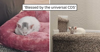 'I just can't give him up': White kitten rescued from the roadside near a school finds a loving forever home after completely stealing his rescuer’s heart