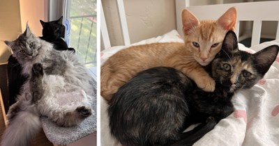 25 Cuddling Cats for a Calming Kick-Off to the Working Day