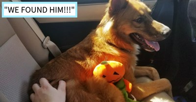 German Shepherd who jumped out of moving car on Georgia highway miraculously found and reunited with pawrents after a frantic all day search mission and support from online community, dog mom says: ‘He's got a head bump but he's in the car. He's ok.’