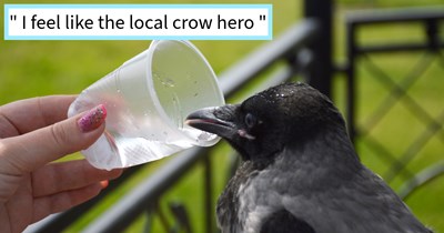 Crows accosted by ferocious feline saved by bird lover after being awoken by their calls for help, now she can’t go anywhere without being escorted by her grateful feathery friends, crow hero says: ‘It's pretty fun being famous with my city’s crows.’