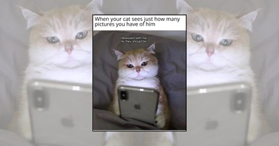 23 Purrfect Cat Memes Stuffed With Freshly Baked Feline Foolishness for Pawrents Running on Meows Alone