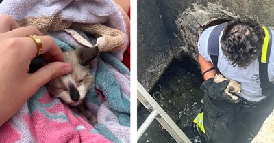 Tiny kitten trapped under storm drain, woman hears yelps and firefighters come to the rescue: 'Can't wait to enjoy this handsome little guy for the rest of his life'