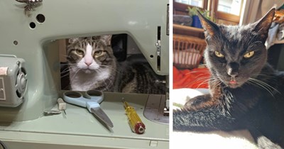 20 Sassy Feline Photos you Can Use to Ward off Unwanted Hoomans