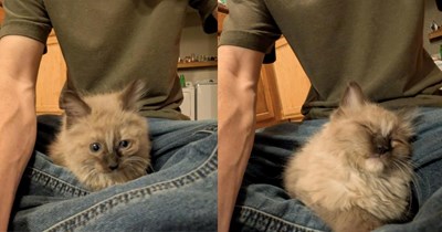 Cat Distribution System strikes unsuspecting dog lover, delivering a surprise kitten to his doorstep in the middle of the night: 'What do I do?'