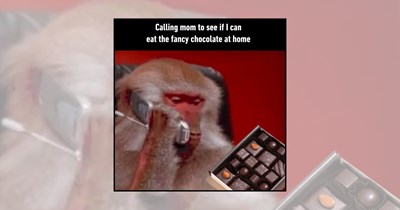 21 Chocolate Memes Comforting Cocoa Lovers Spiritually Connected to Fudgy Brownies
