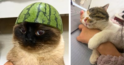32 Heartwarming Friday Felines for a Kitten-Filled Meowment of Tiny Paws and Purrs