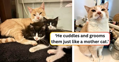 Foster mom discovers her "mama cat" is a tomcat, who proceeds to mother every single kitten that comes through her door: 'The father that stepped up.'