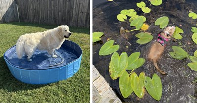 20 Sweet Swimming Pupper Pics fur Hoomans Who Need to Cool Off