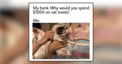 29 Meowgnificent Memes of Manipulative Meowsters Running Their Pawrents’ Lives
