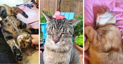 The Bliss Bulletin: 34 Purrfectly Happy Cats Powered by Pure Pawsitivity