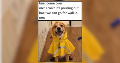 'Not all heroes wear capes' and other pet memes for soft days that need some comfort 