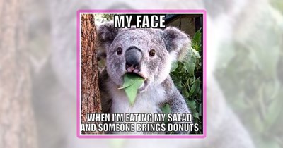 Friday Feral Fun Featuring 27 Funny Wild Animal Memes