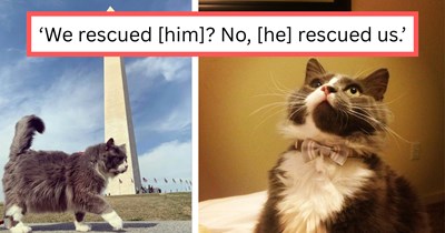 Couple goes to adopt a cat they feel destined to become a part of their family, only to learn another family claimed him first