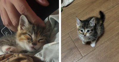 'It’s safe to say she has forgotten what it feels like to be scared and alone': Kitten inside bucket randomly appears on couple's driveway, they take her in and give her the home she deserves