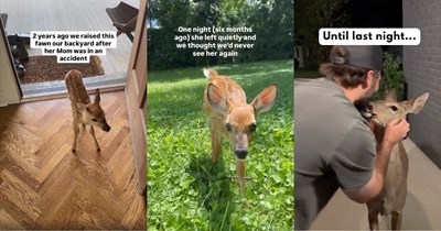 Family Bottle-Feeds Orphaned Fawn After Her Mother’s Accident, Then Cries When She Returns Home 6 Months After Vanishing Into the Wild (Video)