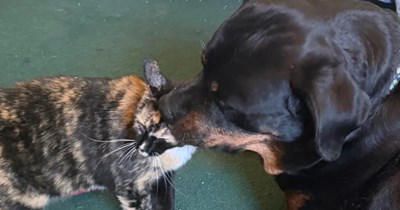 'My dog: the cat whisperer': Rottweiler finds floofy kitten in old well house and takes it home as a prize, owner endearingly adopts her