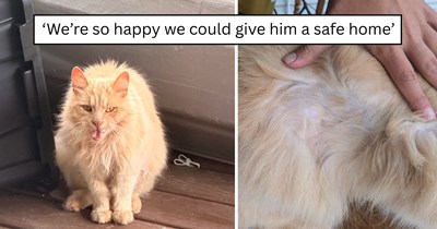'This gorgeous orange boy showed up at our front door': Scraggly orange street cat covered in ticks and mats wanders up to the right house, gets named Mustard, and quickly trades survival mode for full-time spoiled cat life
