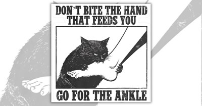 A Fabulously Feisty Formation of Cat Memes for Folks Feline the Spicy Summer Heat