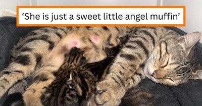 Kind pawrent notices beautiful bengal cat about to give birth at Lowe’s, realizes she’s a stray, then successfully saves her for life: ‘Willow gave birth to four kittens this morning!’ 