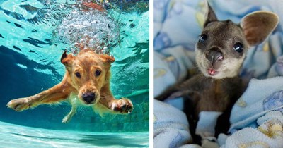 34 Adorable Animal Babies for a More Wholesome Surf on the World Wild Web