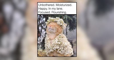 15 Happy Cats to Bring a Smile to Your Meowful Morning