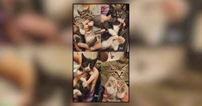 'For the third time, kittens were born on my property': Miraculous story of one lucky person getting so many cats from the cat distribution system